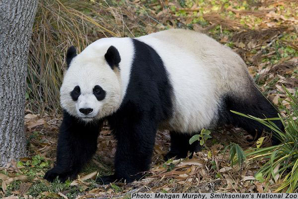 Most Complete Giant Panda Genetic History Revealed – The UCLA Institute ...