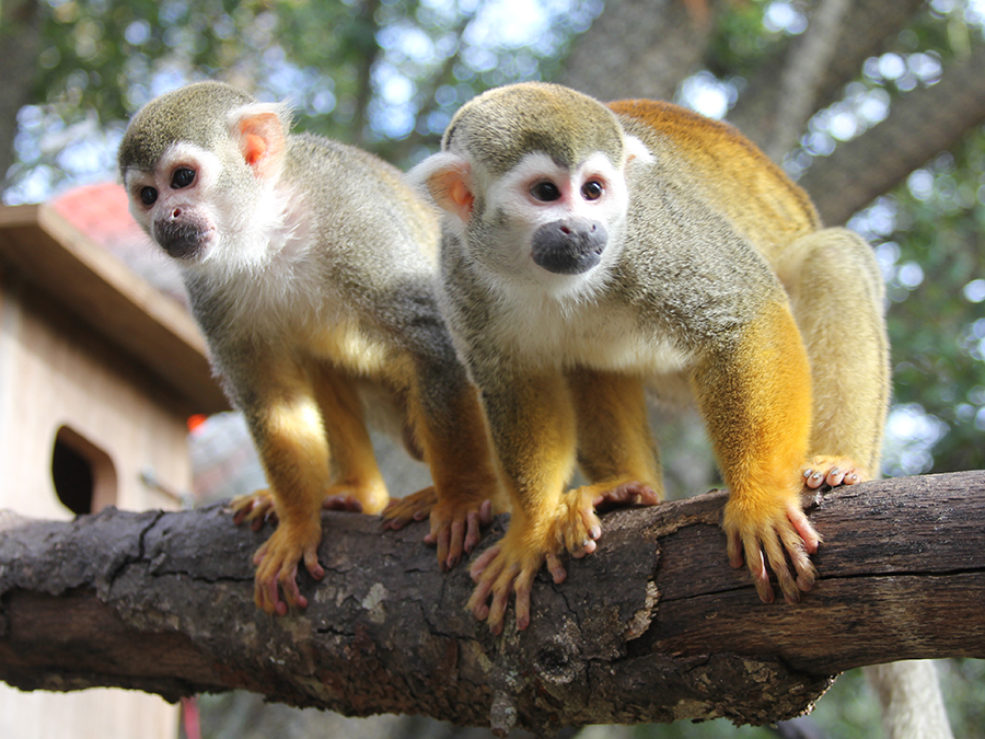 Jessica Lynch’s collaborative research on Brazilian squirrel monkeys receives NSF grant
